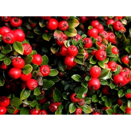 Cotoneaster irga